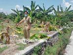 50-pohon-pisang-korban-dari-salam-dari-binjai.jpg