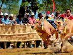 Jadwal Terbaru Lomba Karapan Sapi Sumenep 2025: 48 Pasang Sapi Terbaik Madura akan Berlaga