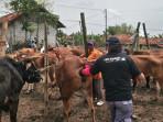 Inseminasi-buatan-ke-sapi.jpg