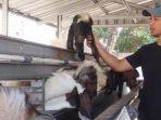 Penjual-Hewan-Kurban-asal-Desa-Kaliabu-Kecamatan-Mejayan-Kabupaten.jpg