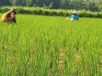 Petani-padi-di-Kabupaten-Sampang-saat-menanam-padi-pada-musim-tanam-tahun-lalu.jpg