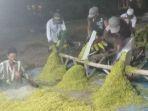 Petani-tembakau-di-Kabupaten-Sampang-Madura.jpg