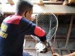 SIGAP-Petugas-Damkar-saat-mengevakuasi-sekumpulan-burung-hantu-yang.jpg