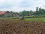 STOK-AMAN-Soim-salah-satu-petani-di-Desa-Daleman-Kecamatan-Kedungdun.jpg
