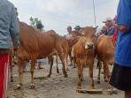 Sejumlah-pedagang-sapi-saat-berjualan-di-Pasar-Kecamatan-Kedungdung-Sampang.jpg