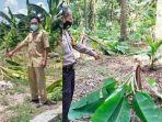aksi-salam-dari-binjai-yang-mengakibatkan-pohon-pisang-di-lamongan-hingga-salatiga-roboh.jpg
