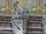 burung-murai-yang-jadi-sasaran-pencurian-dua-pemuda-yang-pura-pura-minta-minum.jpg