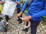 Ular Kobra Teror Warga Krajan Jember, 3 Orang Tersembur Bisa, Berhasil Dievakuasi Tim Damkar