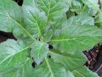 daun-dewa.jpg