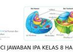 foto-gambar-sel-pada-buku-ipa-kelas-8-halaman-13-kurikulum-merdeka.jpg