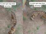 harimau-yang-viral-dimaharani-zoo-dan-goa-lamongan.jpg