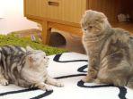 hewan-peliharaan-kucing.jpg