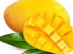 ilustrasi-buah-mangga.jpg