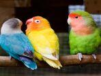 ilustrasi-burung-lovebird.jpg