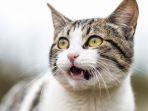 ilustrasi-kucing-kucing-menyerang-pilot-saat-di-pesawat-penerbangan-luar-negeri-putar-balik.jpg