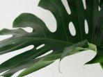 ilustrasi-monstera-atau-tanaman-janda-bolong.jpg