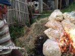 1,5 Ton Keripik Apel di Kota Batu Dibakar, ada yang Dijadikan Pakan Ternak, Begini Penyebabnya