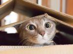 kucing-dalam-kardus.jpg