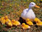 kunci-jawaban-bahasa-inggris-kelas-8-halaman-95-tentang-cerita-The-Ugly-Duckling.jpg