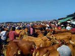 para-pedagang-sapi-kurban-saat-berasa-di-pasar-hewan-desa-aeng-sareh.jpg