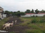 pasar-ternak-terpadu.jpg