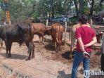 pedagang-sapi.jpg