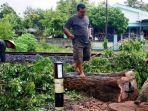 pembalakkan-liar-pohon-sono-keling-di-jalan-nasional-tulungagung-dan-trenggalek.jpg