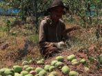 Kota Batu Diterjang Angin Kencang, Petani Apel Merugi Karena Banyak Buahnya yang Jatuh dan Rusak