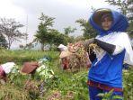 petani-bawang-merah-di-pacet-mojokerto.jpg