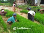 petani-dapat-bantuan-tapi-tidak-mencukupi.jpg