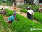 petani-di-kabupaten-sampang-madura-saat-menanam-padi-senin-1622021.jpg