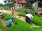 petani-di-kecamatan-robatal-kabupaten-sampang-madura-saat-menanam-padi.jpg