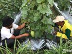 petani-melon-pamekasan-kanan-saat-mengecek-buah-melon.jpg