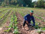 petani-tembakau-di-kecamatan-pademawu-kabupaten-pamekasan-kamis-2572019.jpg