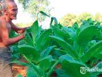 petani-tembakau-di-pamekasan-saat-mengecek-daun-tembakaunya-di-sawah.jpg