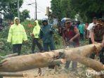 Kota Batu Masuk Masa Pancaroba, Warga Diminta Waspada Angin Kencang hingga Potensi Pohon Tumbang