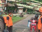 pohon-ambruk-menutup-jalan-di-desa-suluk.jpg