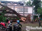 pohon-trembesi-besar-di-kampus-undar-jombang-menimpa-empat-motor-mahasiswa-hingga-rusak-parah.jpg