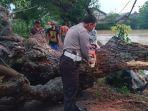 pohon-tumbang-di-kecamatan-widang-kabupaten-tuban.jpg