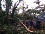 pohon-tumbang-di-sumber-jimput-kelurahan-rejomulyo-kota-kediri-menewaskan-seorang-mahasiswa.jpg