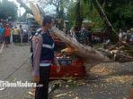 pohon-tumbang-menimpa-sebuah-mobil-toyota-calya-saat-melintas-di-bangkalan.jpg