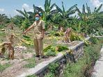 puluhan-pohon-pisang-yang-dijadikan-sasarannya-aksi-perusakan-anak-anak-di-lamongan.jpg
