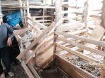 Puluhan Kambing Warga Kota Batu Hilang, Pencurian Kambing Terjadi secara Bertahap 2 Bulan Terakhir