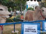 sapi-kurban-presiden-jokowi-dan-gubernur-jatim-khofifah-indar-parawansa.jpg