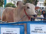 sapi-kurban-presiden-jokowi.jpg