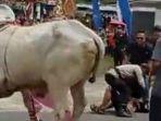 sapi-mengamuk-hingga-membuat-anggota-dprd-sleman-raudi-akmal-terjatuh.jpg