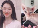 sulli-dan-kucingnya.jpg
