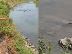 tangkapan-layar-video-kemunculan-buaya-di-mojokerto-yang-beredar-di-media-sosial.jpg
