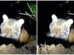 tangkapan-layar-video-seekor-harimau-liar-berkeliaran-di-pemukiman-warga-Pamekasan.jpg