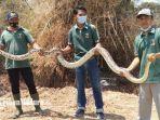 tim-animal-keeper-mazoola-mengevakuasi-ular-besar-piton-panjang-5-meter-di-lamongan.jpg
